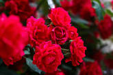 В Сараево высажено огромное количество прекрасных роз, это одна из визитных карточек города
