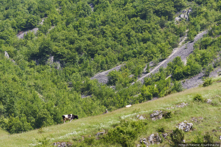 В окрестных горах пасутся коровки. Ну прям Альпы Травник, Босния и Герцеговина