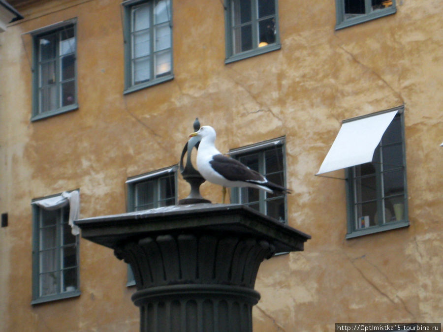 Это — живая птичка. Стокгольм, Швеция