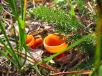 а ещё на склоне растут удивительные оранжевые грибы