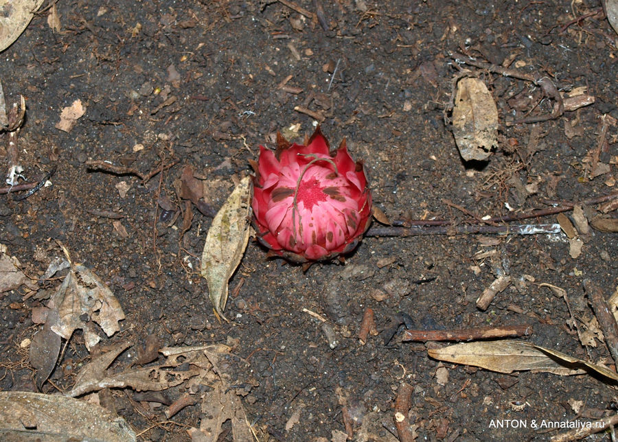 Неизвестный цветок в парке Семулики. Семулики Национальный Парк, Уганда