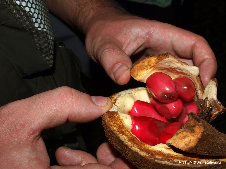 Неизвестный плод, который едят обезьяны. Семулики Национальный Парк, Уганда