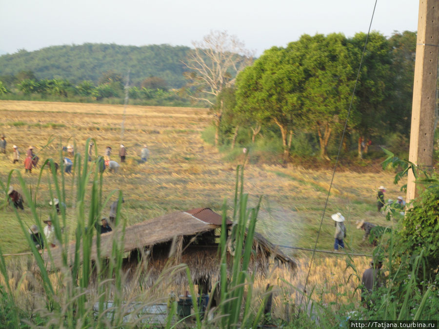 рисовые поля Чиангмай, Таиланд