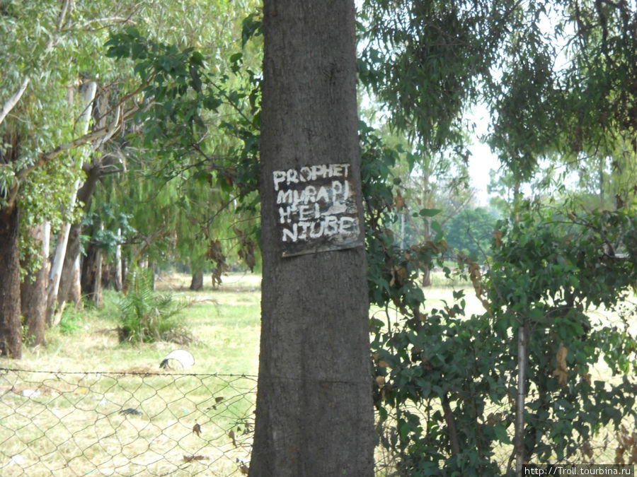 На деревьях развесил приглашения познакомиться некий местный пророк по фамилии Нтубе Зимбабве