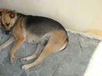 Это ещё один крымский пёс-бахчисарайский. Отдыхает. У него сиеста.