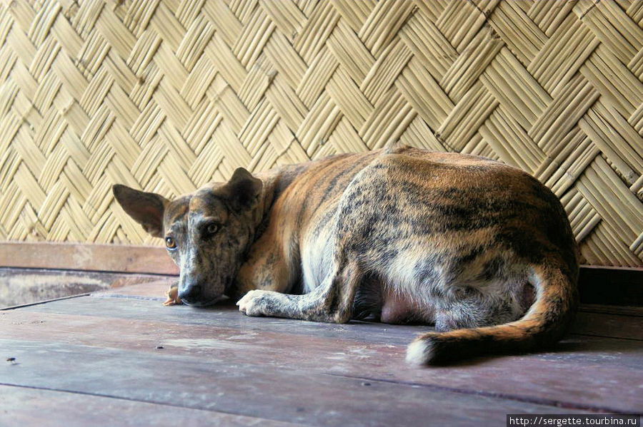 Охрана под дверями постоянно, мы с это собачкой подружились и с ее взрослыми уже сыночками Эль-Нидо, остров Палаван, Филиппины