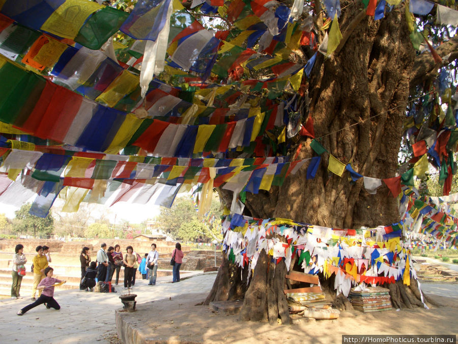 Дерево Бодхи и японские туристы :) Лумбини, Непал