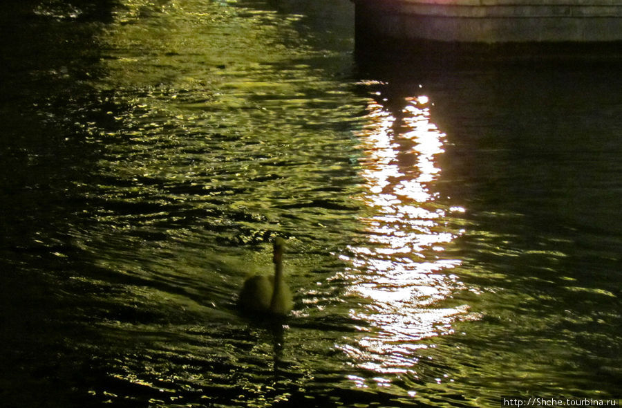... которое нарушал лишь одинокий лебедь Цюрих, Швейцария