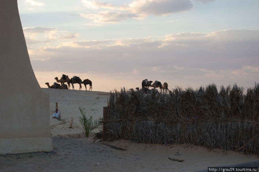 Вечером на верблюдах по Сахаре Дуз, Тунис