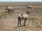 Балхашские верблюды выглядят намного упитаннее и южно-казахстанских