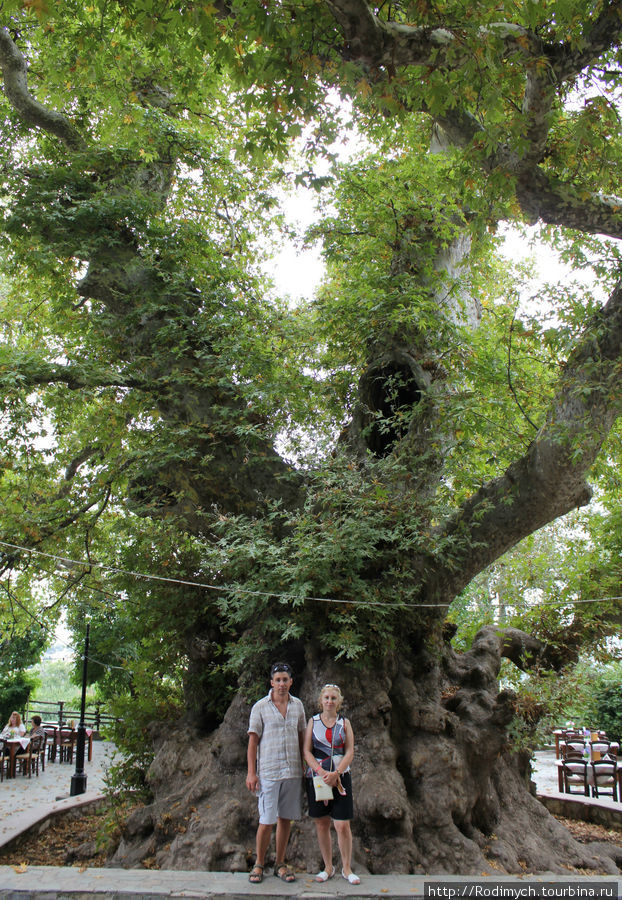 Вот оно — дерево Малия, Греция