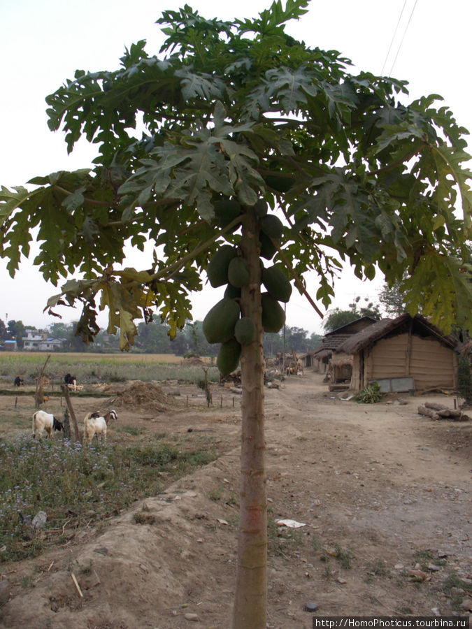 Деревня на окраине джунглей Читван Национальный Парк, Непал