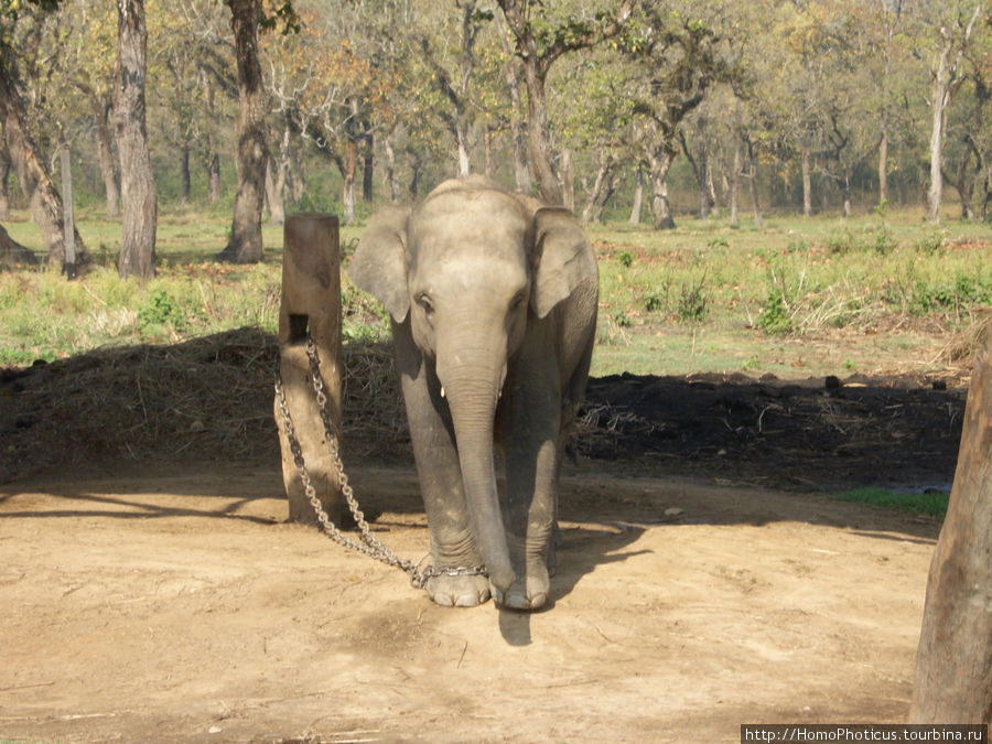 Слоненок Читван Национальный Парк, Непал