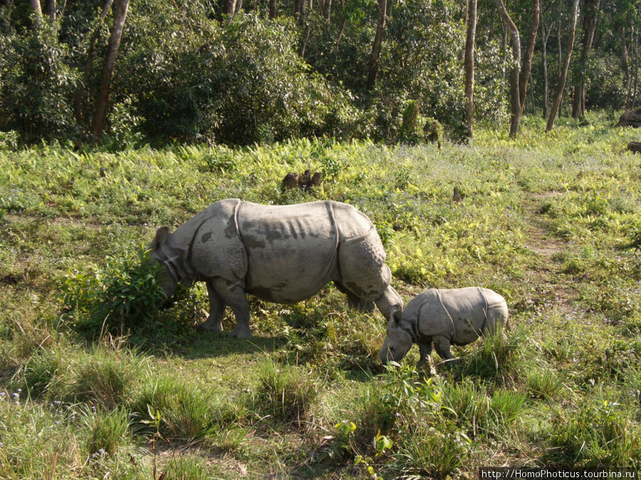 семейство носорогов Читван Национальный Парк, Непал