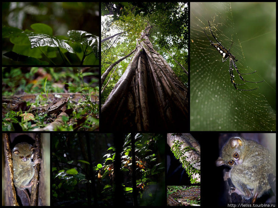 Прогулка по Индонезийскому лесу Битунг, Индонезия