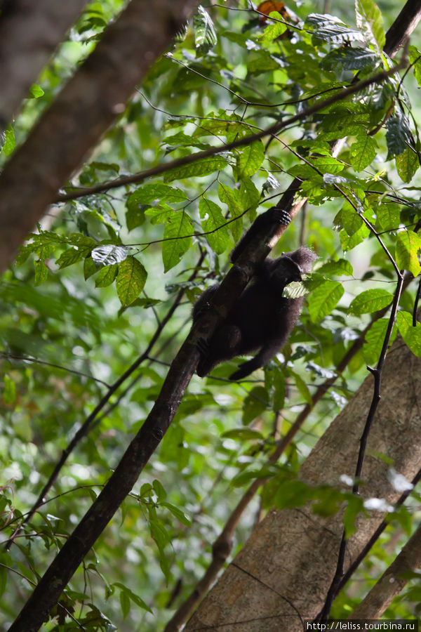 Еще мы видели стаю черных макак, но были уже сумерки и звери так быстро перемещались среди деревьев, что ни фига у меня не получилось. Поэтому просто фотофакт: Битунг, Индонезия