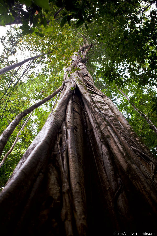 Живут долгопяты (маленькие обезьянки) в стволах таких вот деревьев: Битунг, Индонезия