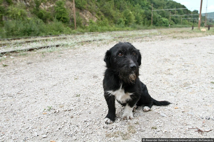 Мы вообще не встретили агрессивных собак на Балканах, это что-то странное. Возможно этому потому, что и люди такие же, добрые? Сараево, Босния и Герцеговина