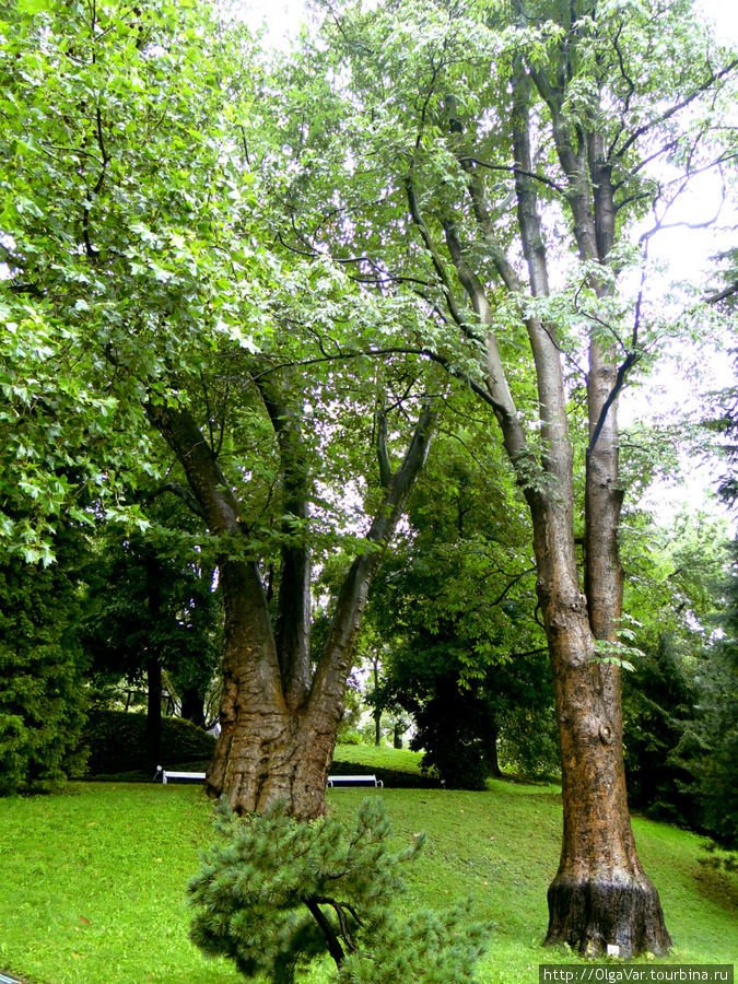 Стволы некоторых деревьев напоминали ноги слонов Прага, Чехия