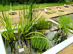 Еще ботанический сад гордится огромной водяной лилией под названием «Королева Виктория», ее листья могут унести по течению даже маленького ребенка