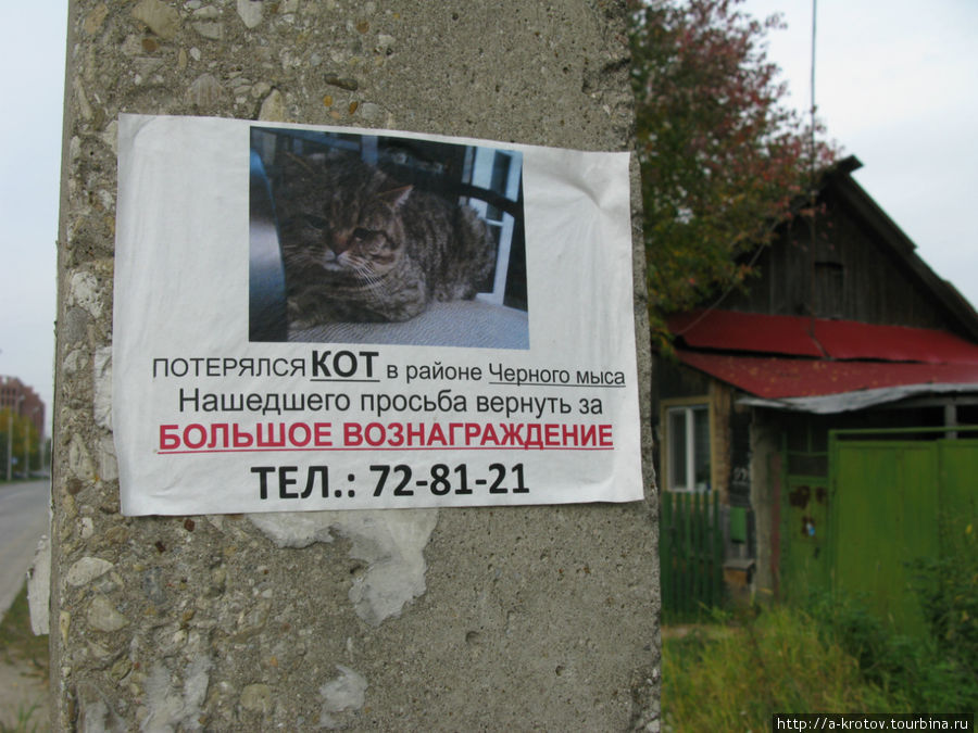 БОЛЬШОЕ ВОЗНАГРАЖДЕНИЕ за кота Сургут, Россия