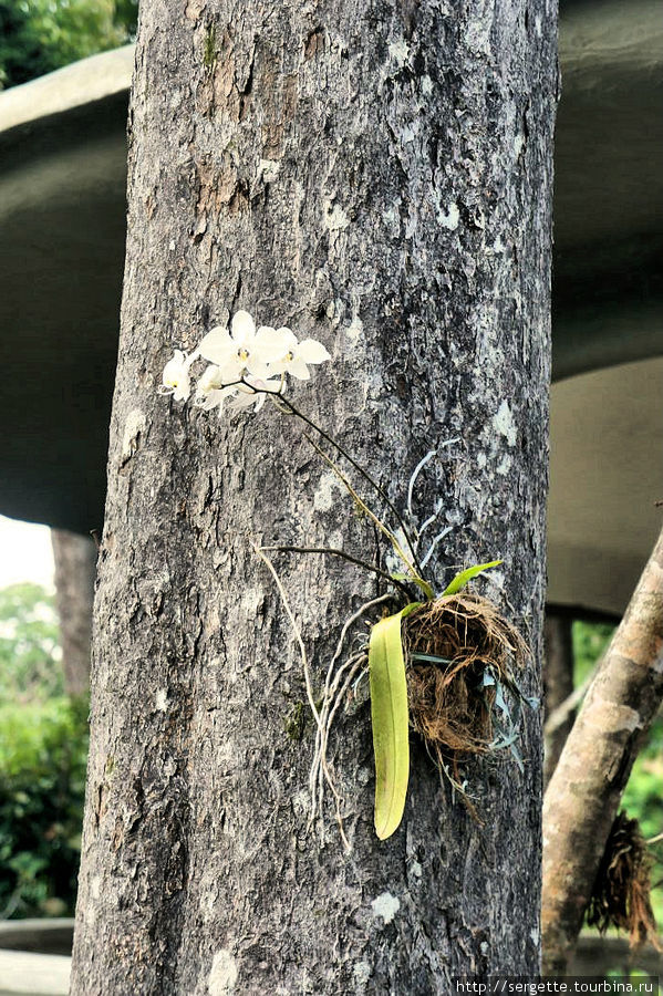Специально к деревьям прививают паразитов. Но уж сильно красивые эти паразиты Остров Палаван, Филиппины