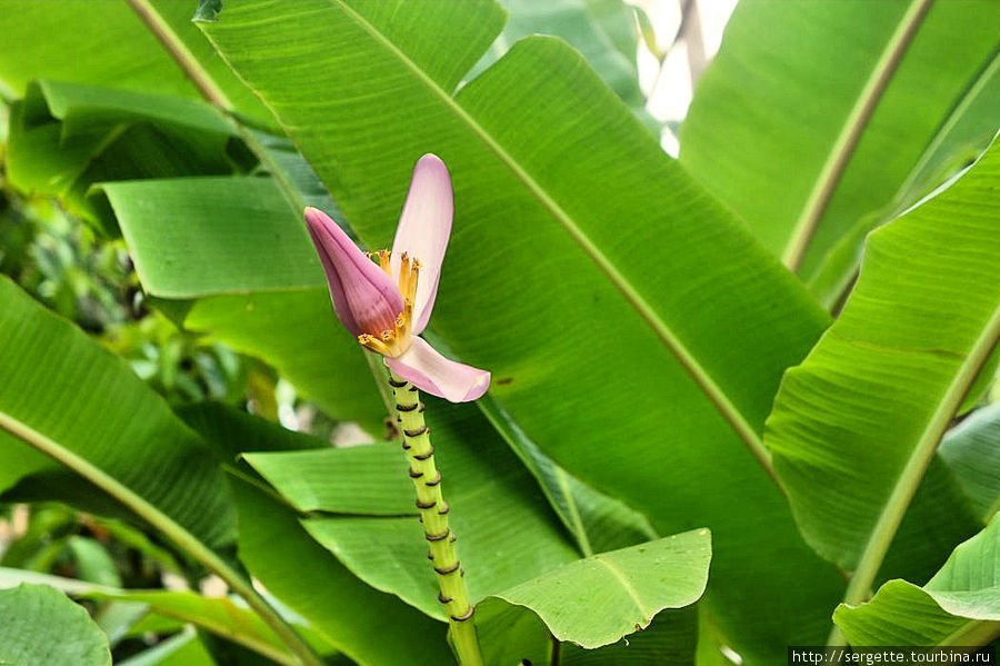 Впервые увидел здесь цветок банана Остров Палаван, Филиппины