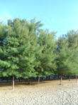 Казуариния хвощевидная (Casuarina equisetifolia).