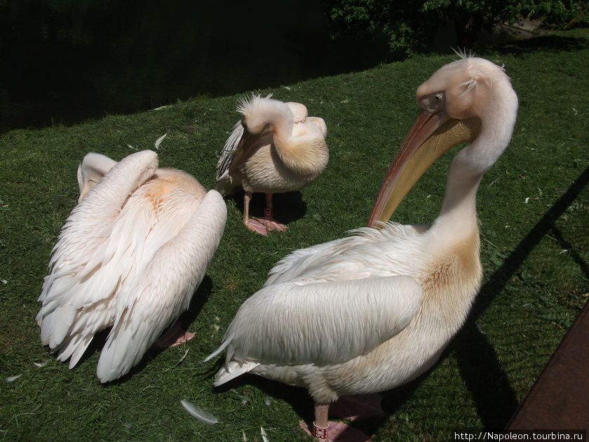 Пеликаны местного зоопарка Каунас, Литва