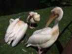 Пеликаны местного зоопарка