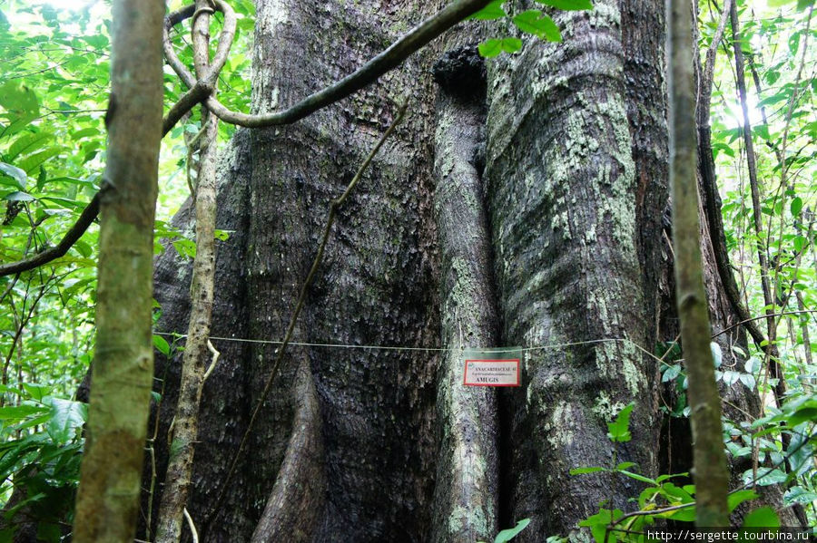 Деревья гиганты Остров Палаван, Филиппины