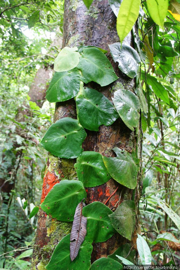 Растения паразиты Остров Палаван, Филиппины