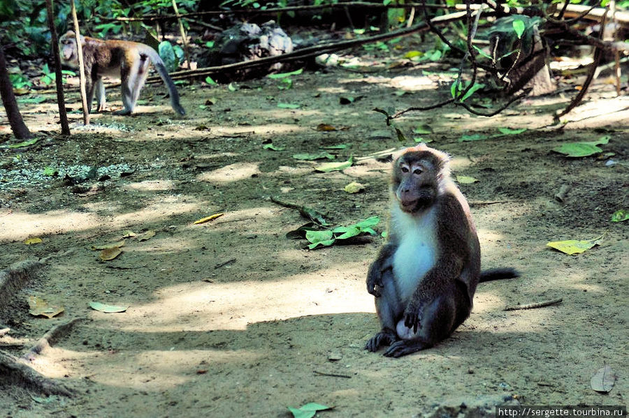 Рядом с подземной рекой куча прикормленных обезьян Остров Палаван, Филиппины