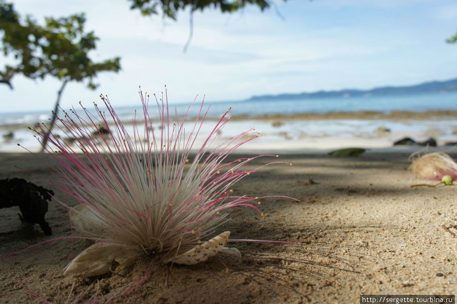 И на пляжах тоже сокровища Остров Палаван, Филиппины