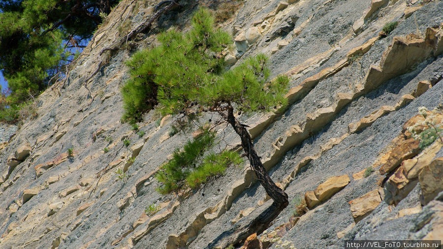 Сосны на скалах Джанхот, Россия