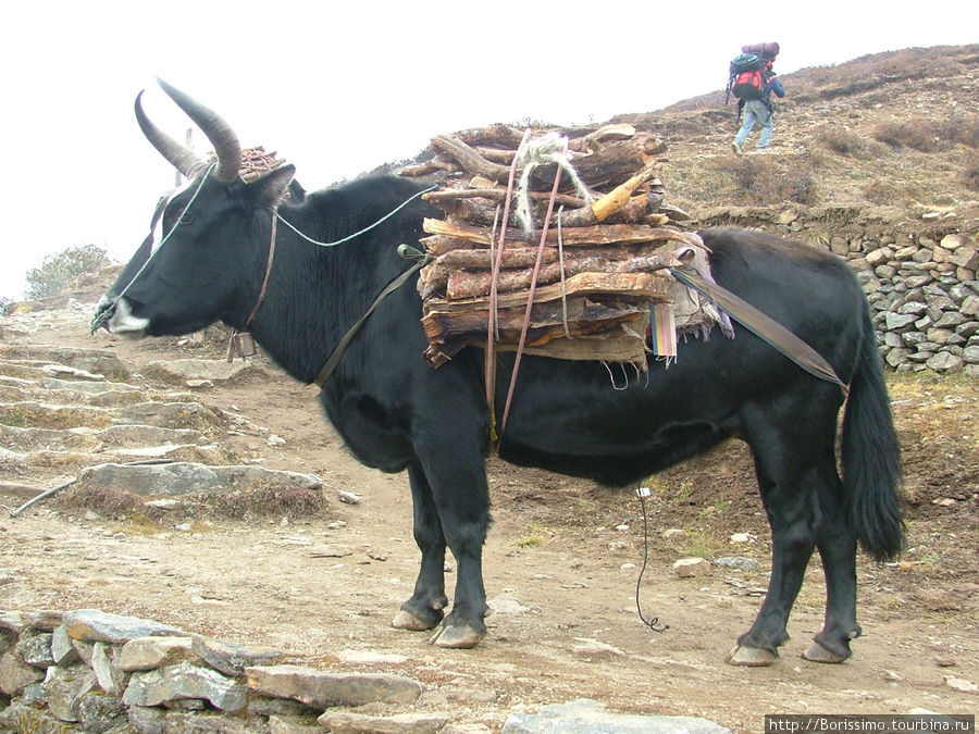 Шерпы, яки...
(фото В.Ванагс) Непал