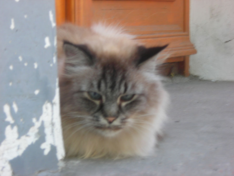 Евпаторийские кошки. Евпатория, Россия