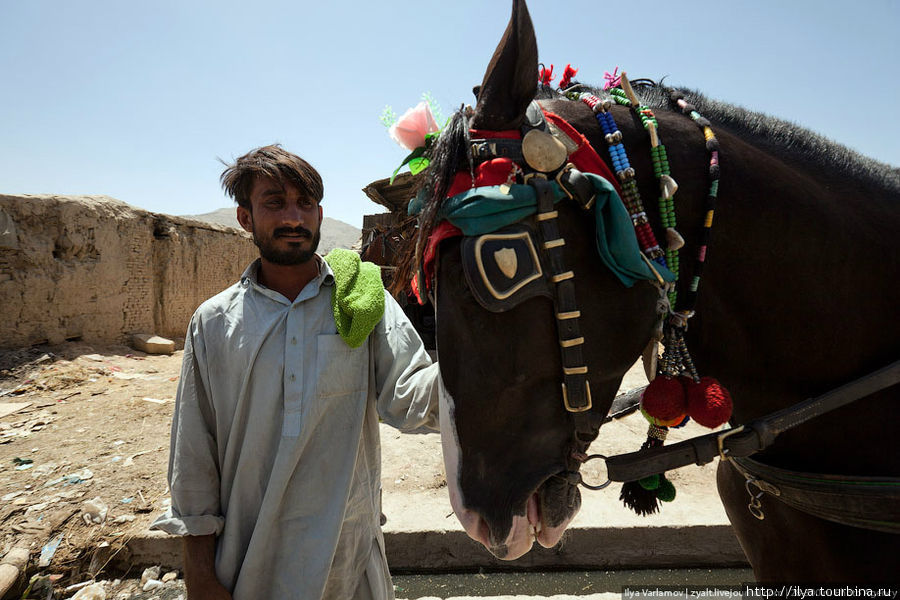 Лошадиный рынок. Кабул, Афганистан