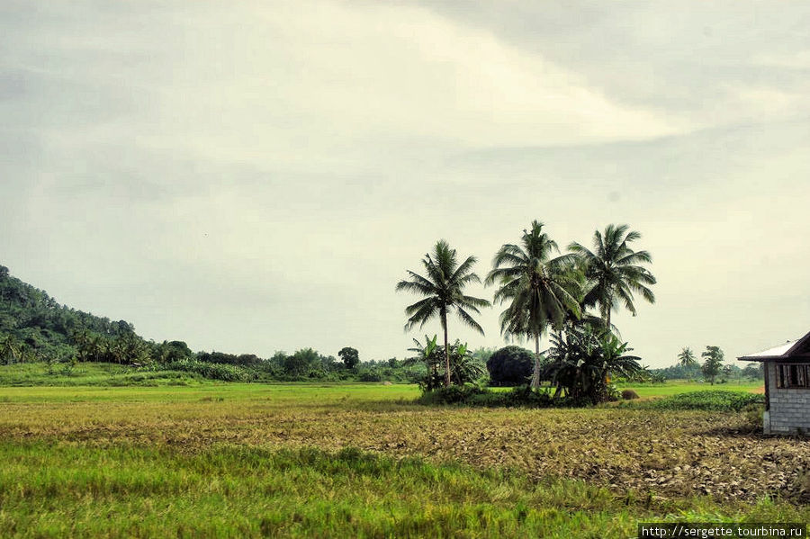Поля риса Остров Палаван, Филиппины