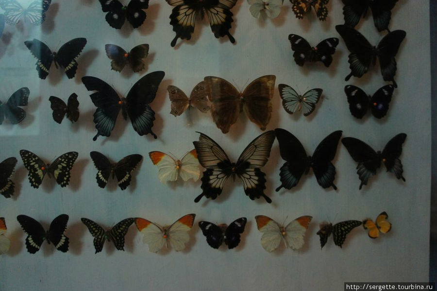 Бабочки Остров Палаван, Филиппины