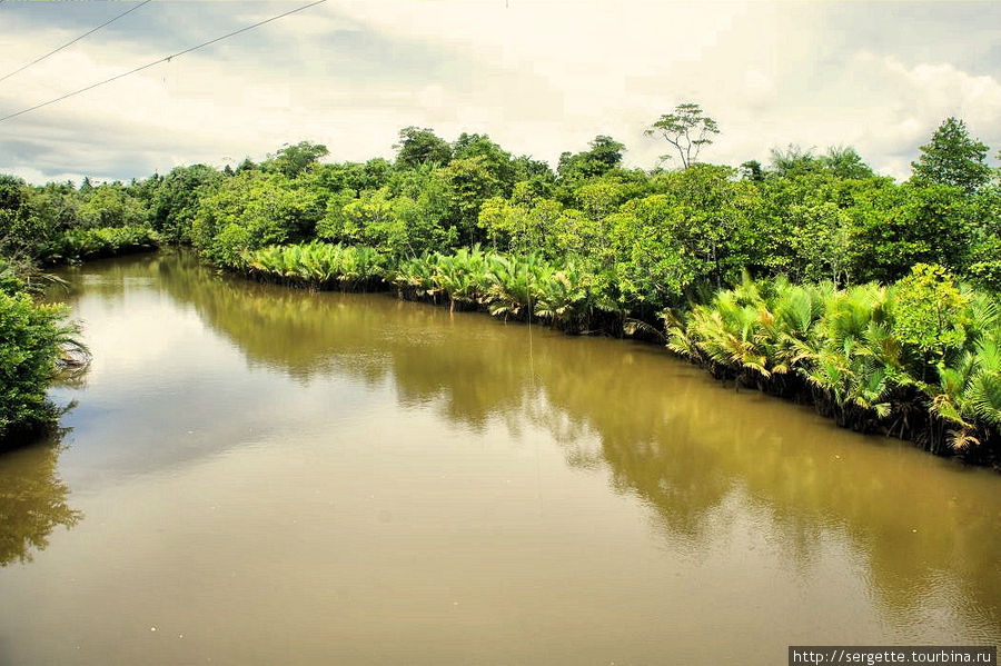 Мангровая река. Говорят что такой цвет вода приобретает после рисовых полей Остров Палаван, Филиппины