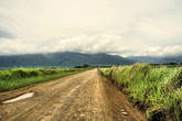 Дорога вдоль рисовых полей