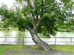 Пригибаясь к воде,  нависло одинокое дерево над зеленым прудом,  словно  ему поклонясь