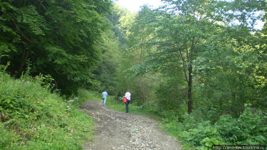 Прогулка по буковому лесу в урочище Каменец Косов, Украина