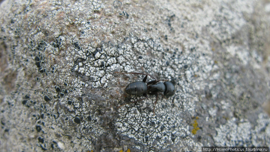 местный муравей Тихая, Россия