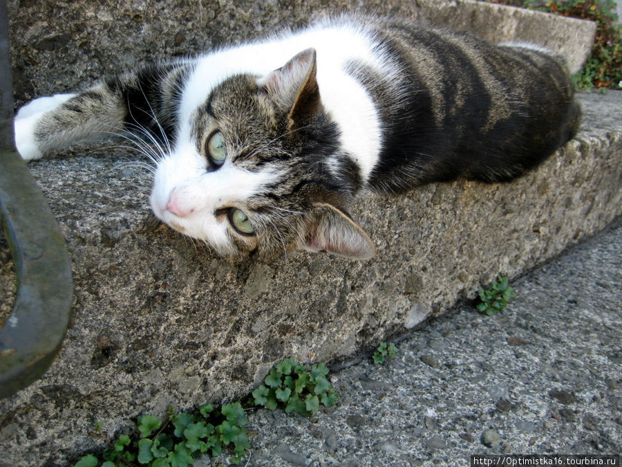 Коты Зальбурга. Встреча с кошачьей фотомоделью. Зальцбург, Австрия