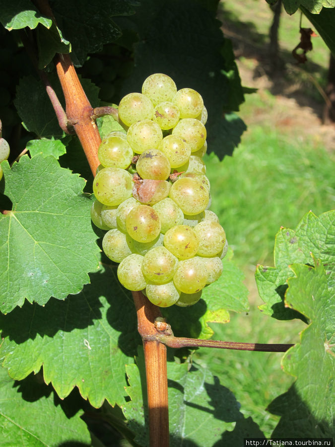 Элзаский виноград Рикевир, Франция