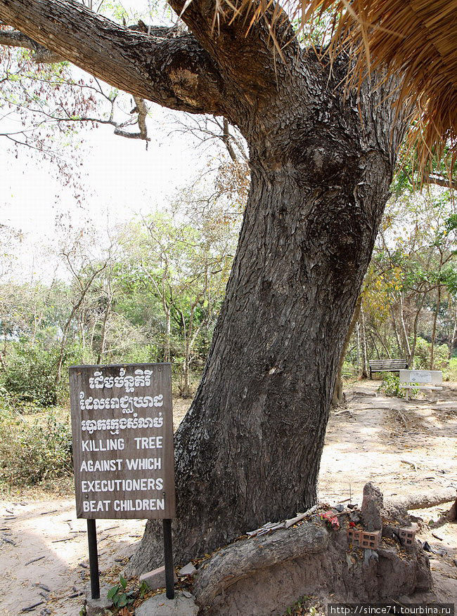 Дерево о которое палачи ударом убивали детей Пномпень, Камбоджа
