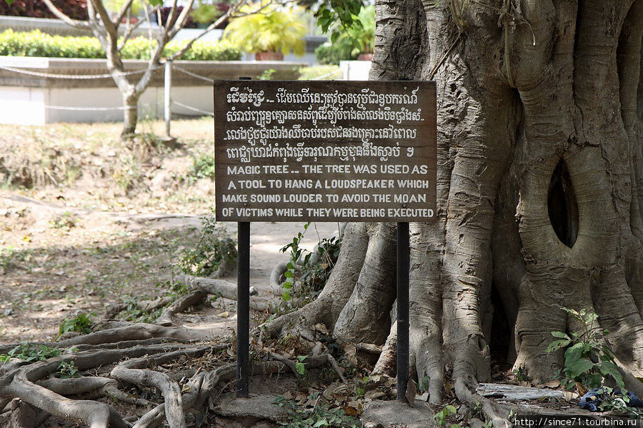 На это дерево подвешивались усилки, заглушающие стоны жертв Пномпень, Камбоджа