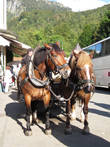На таких лошадках можно доехать до замка Нойшванштайн, если не хочется подниматься в гору пешком.